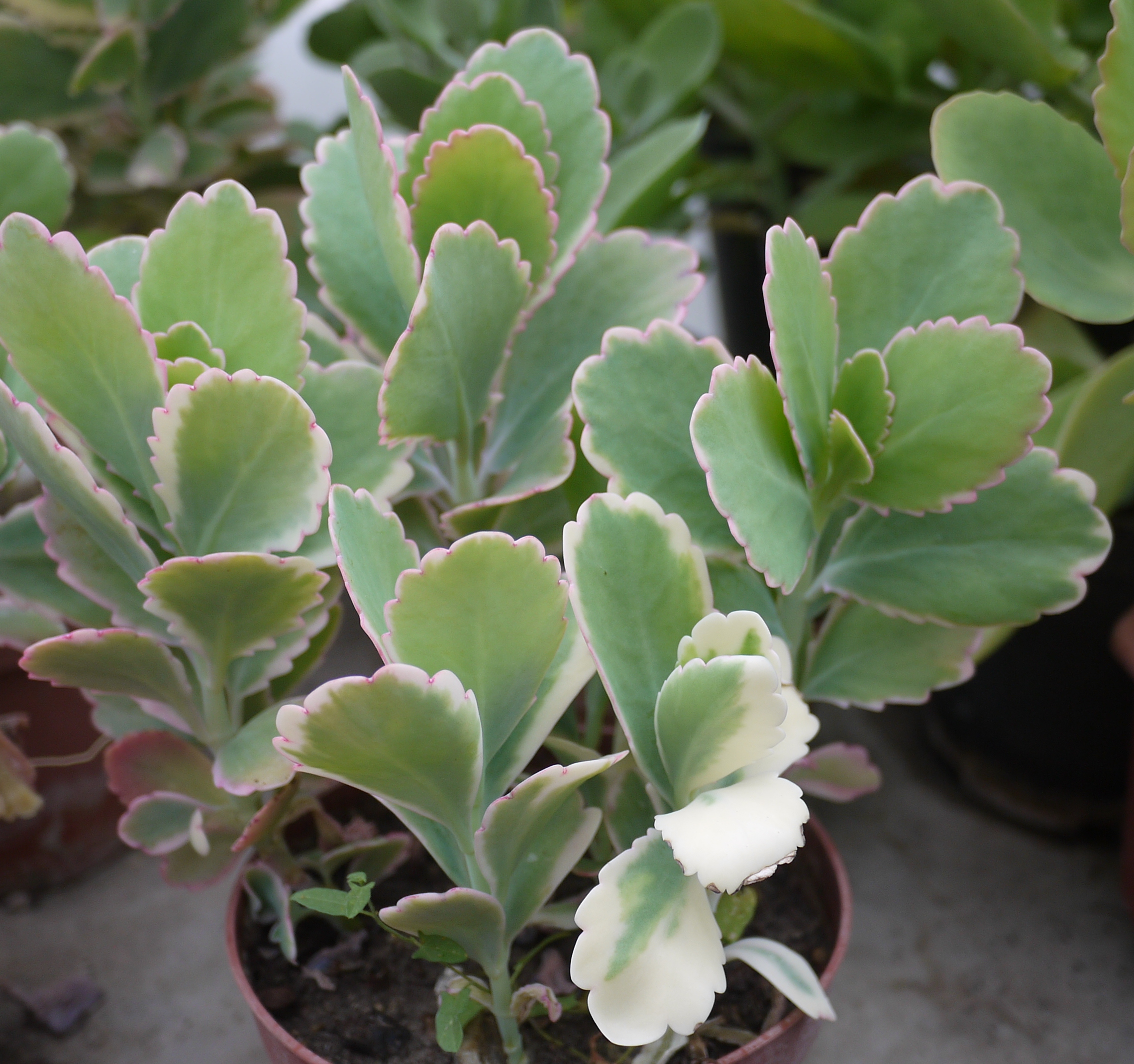 Каланхоэ Федченко (Kalanchoe fedtschenkoi)